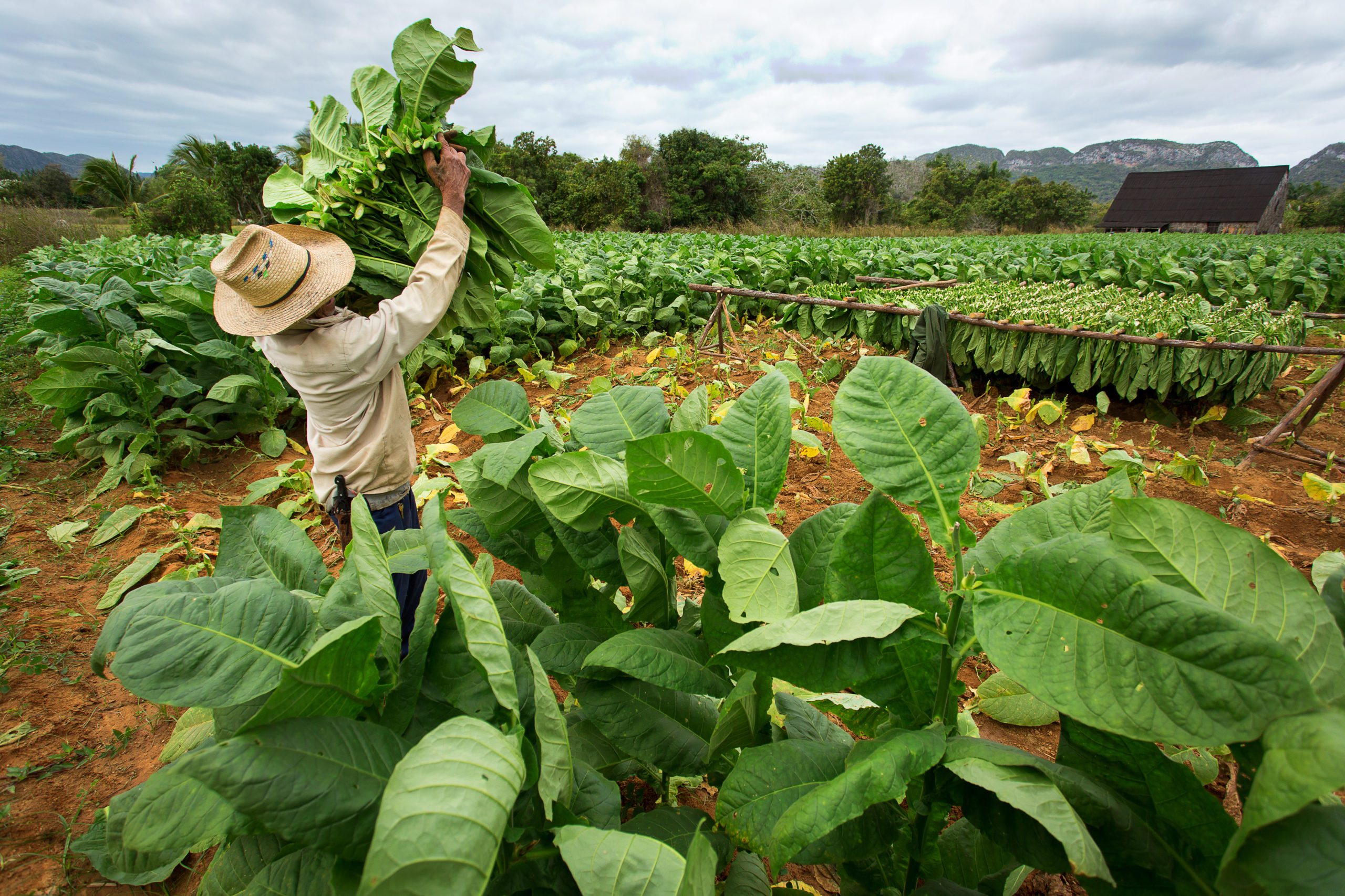 tobacco profit per acre Tobacco Farming